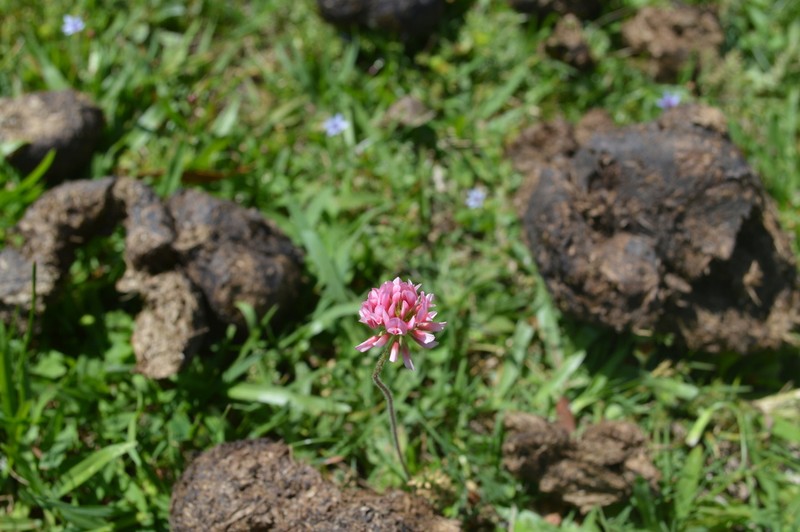 Peanut Clover photo 7