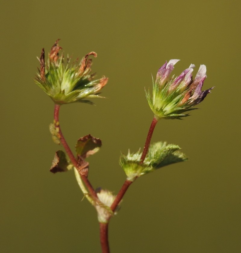 Trifolium polyodon