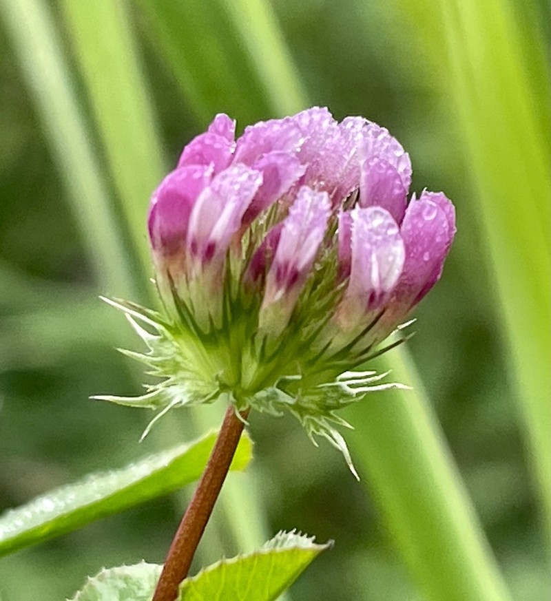 Trifolium polyodon photo 2
