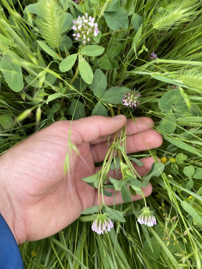 Trifolium polyodon photo 3