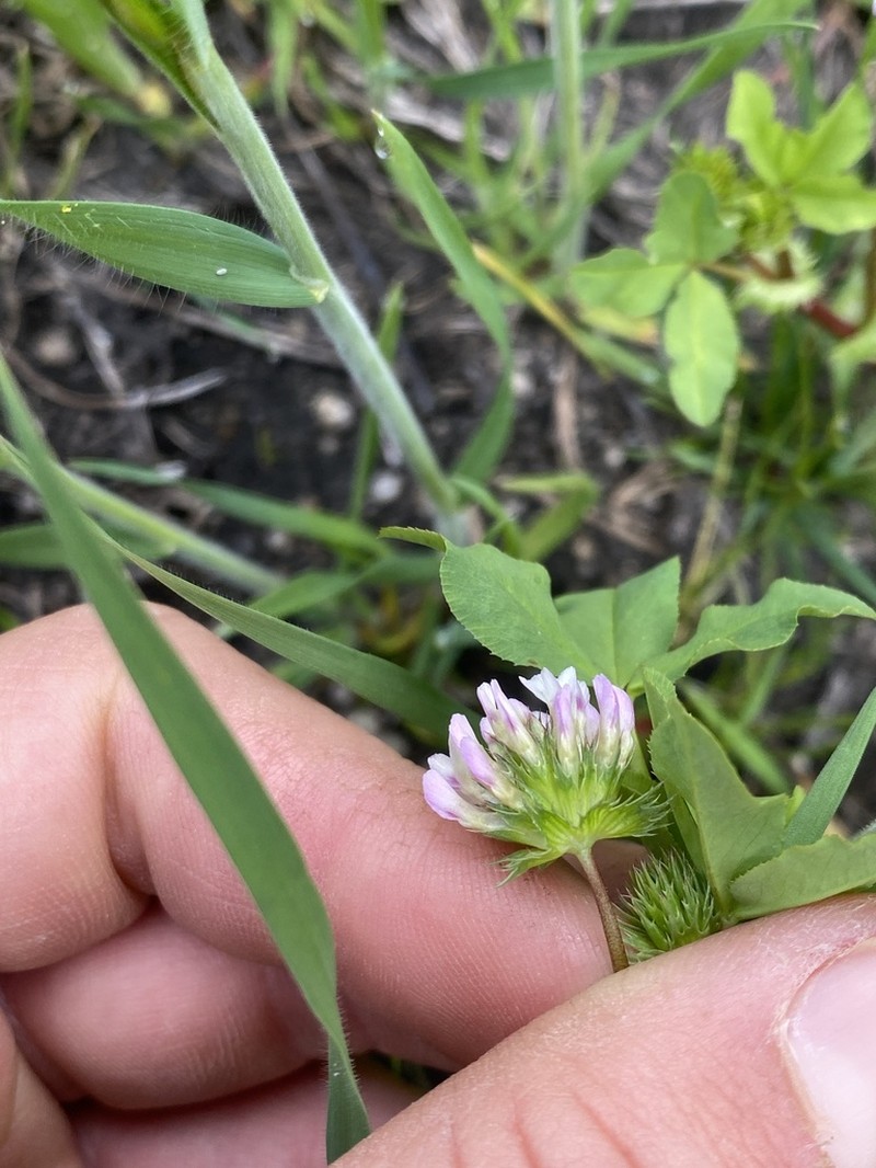 Trifolium polyodon photo 4