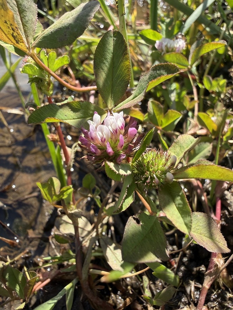 Trifolium polyodon photo 5