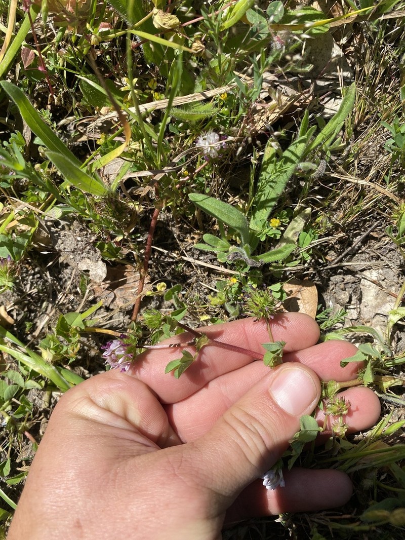 Trifolium polyodon photo 6