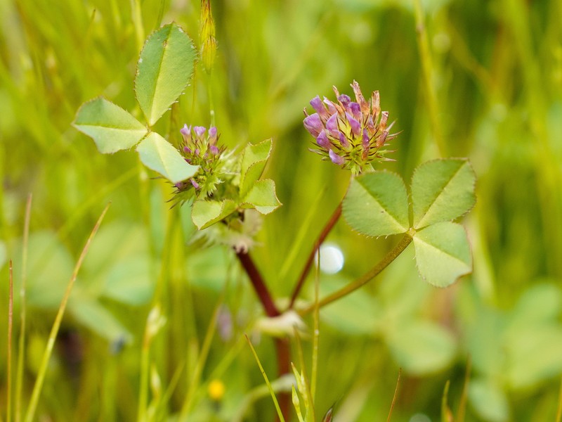 Trifolium polyodon photo 7