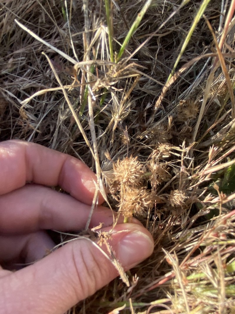 Trifolium polyodon photo 8