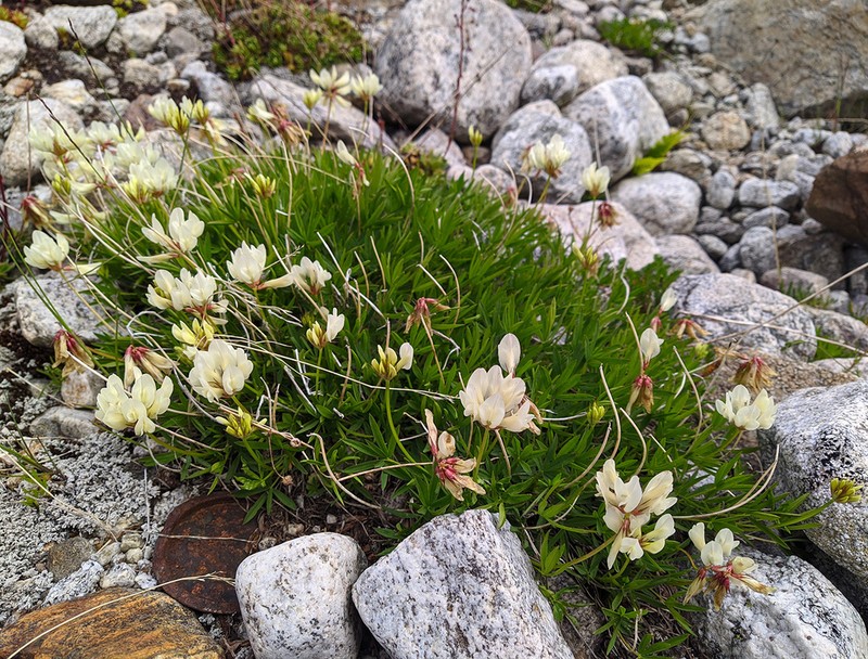 Trifolium polyphyllum