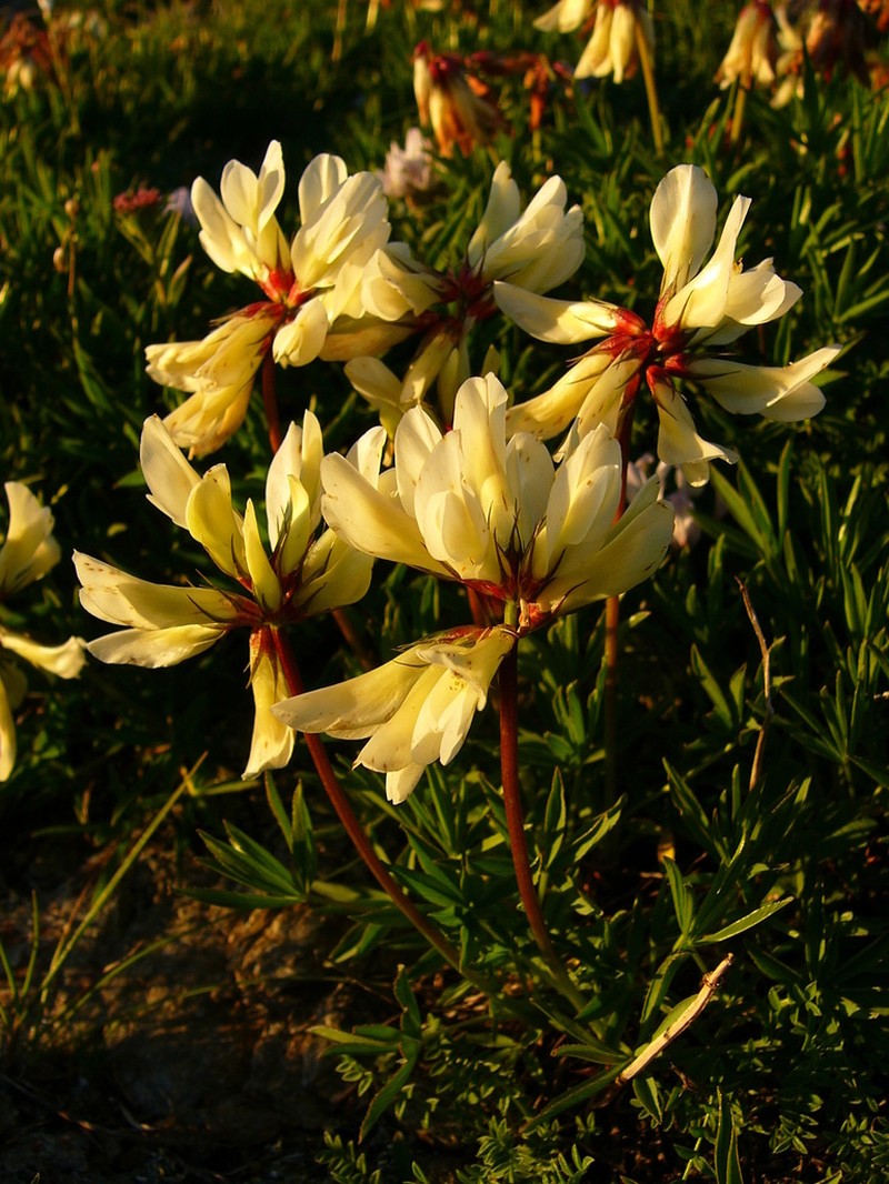 Trifolium polyphyllum photo 2