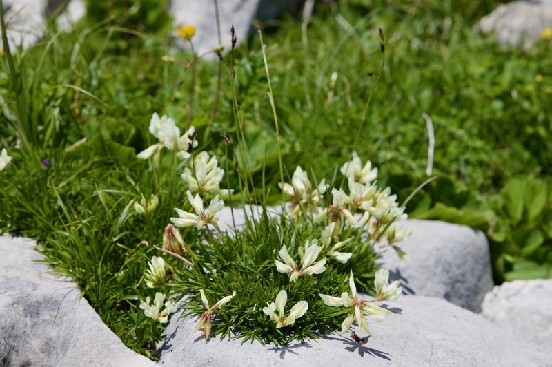 Trifolium polyphyllum photo 3