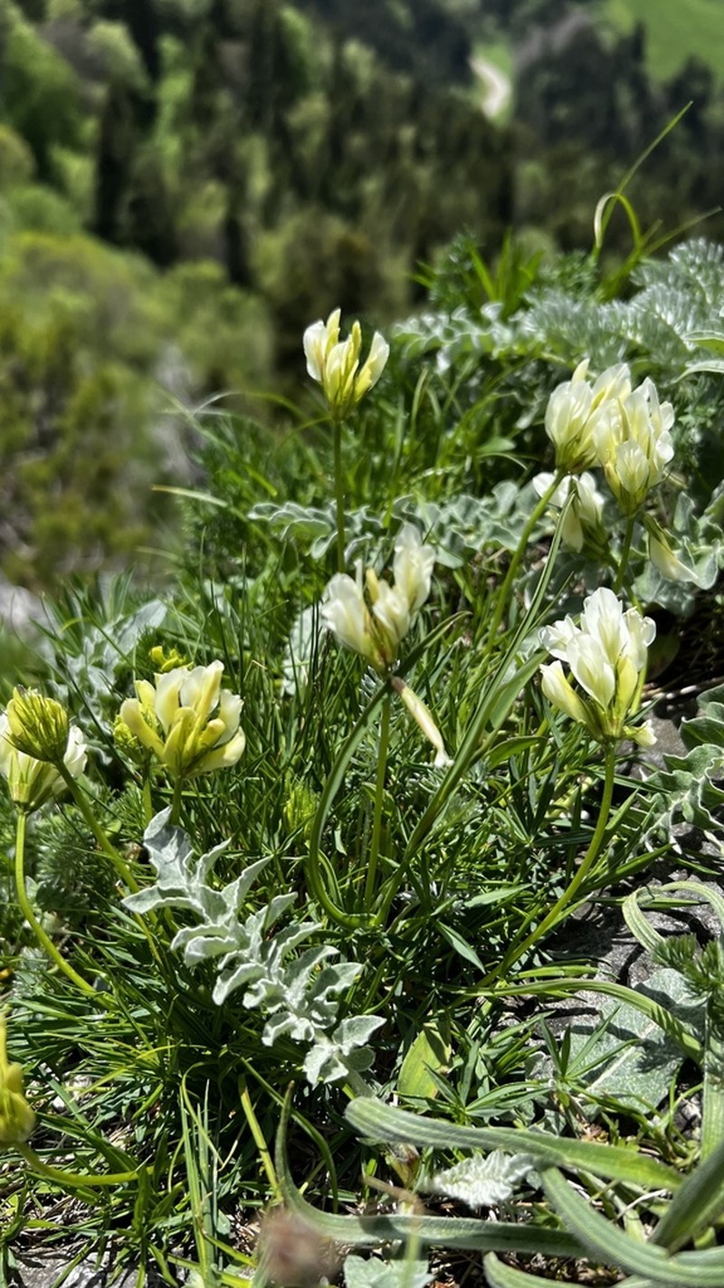 Trifolium polyphyllum photo 4