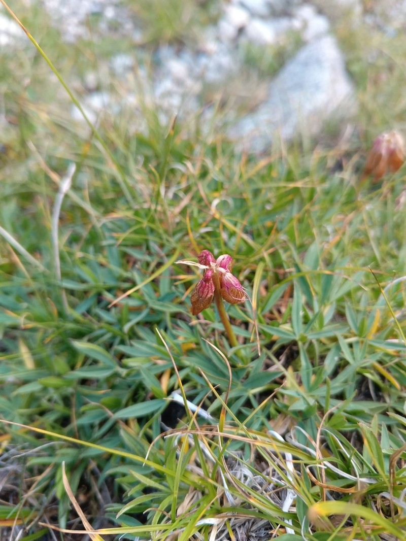 Trifolium polyphyllum photo 5