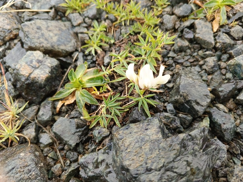 Trifolium polyphyllum photo 6