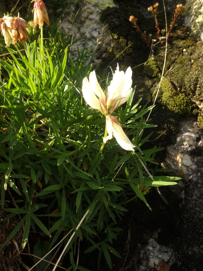 Trifolium polyphyllum photo 7