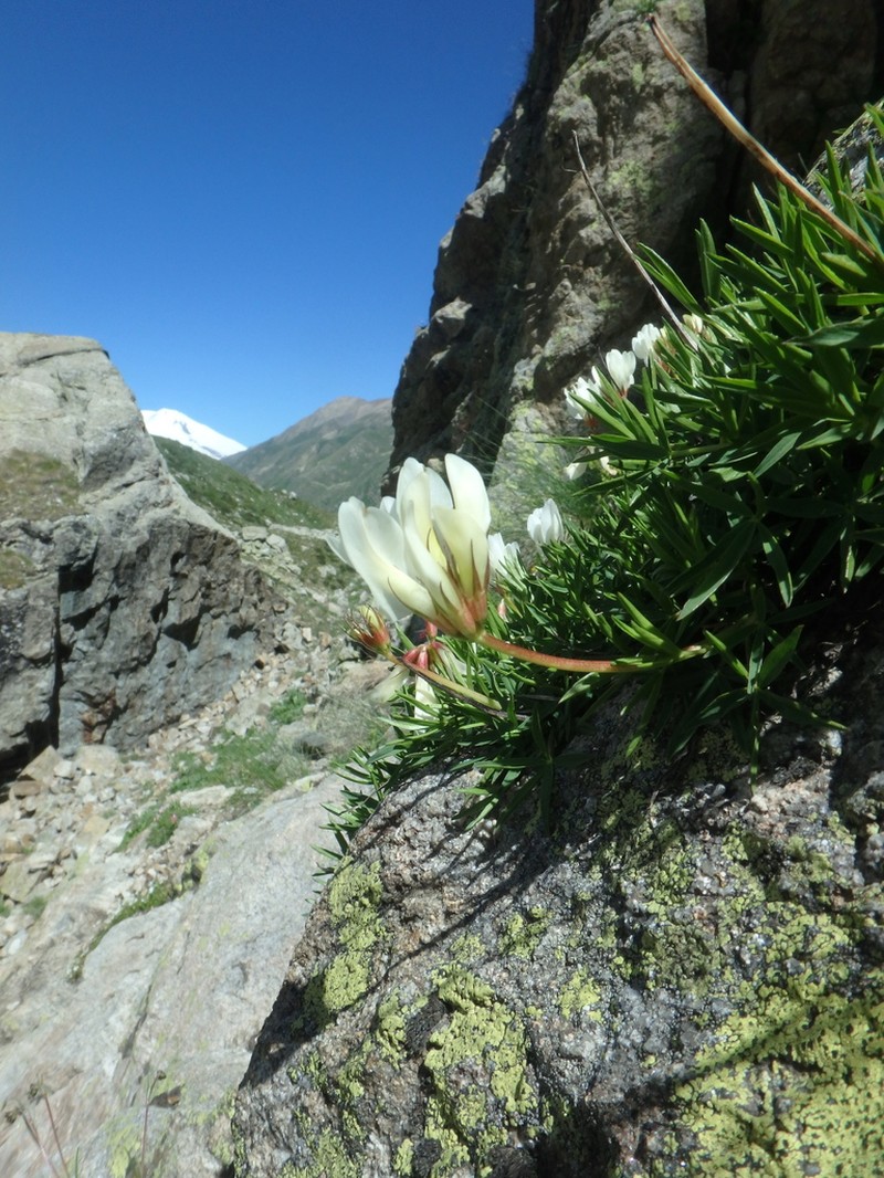 Trifolium polyphyllum photo 8