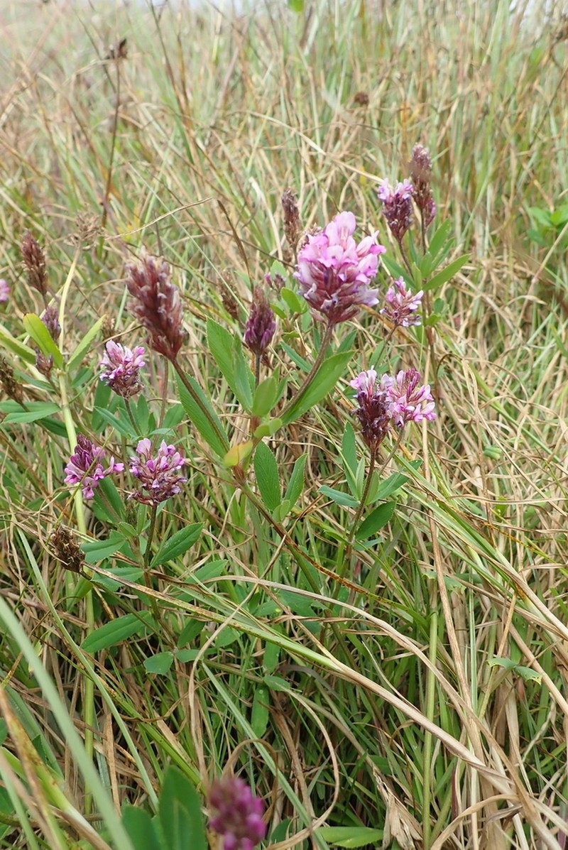 Trifolium polystachyum photo 2