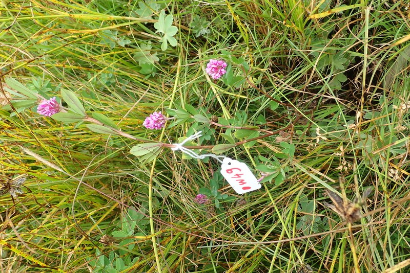 Trifolium polystachyum photo 3