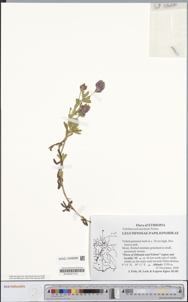 Trifolium polystachyum photo 5