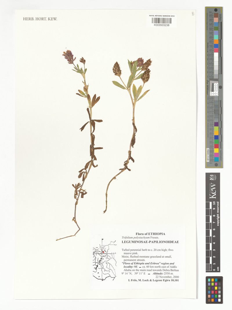 Trifolium polystachyum photo 6