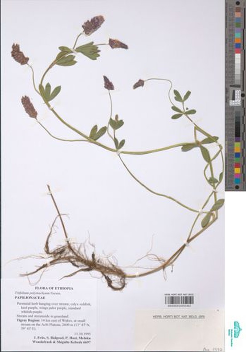 Trifolium polystachyum photo 7