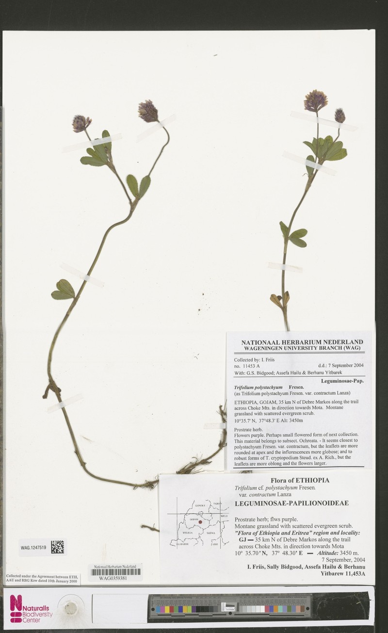 Trifolium polystachyum var. polystachyum