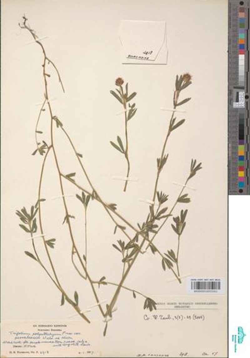 Trifolium polystachyum var. psoraleoides