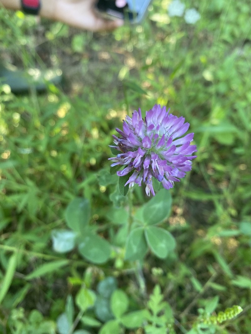 Red Clover photo 7