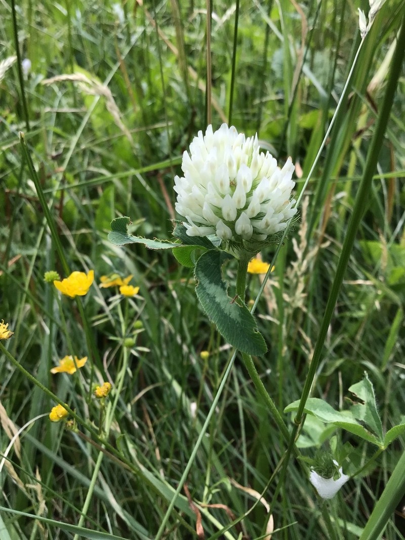 Red Clover photo 8