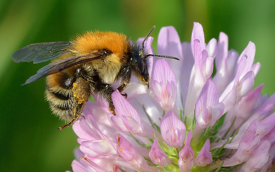 Red Clover photo 3