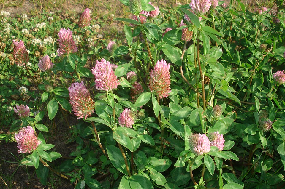 Red Clover photo 5