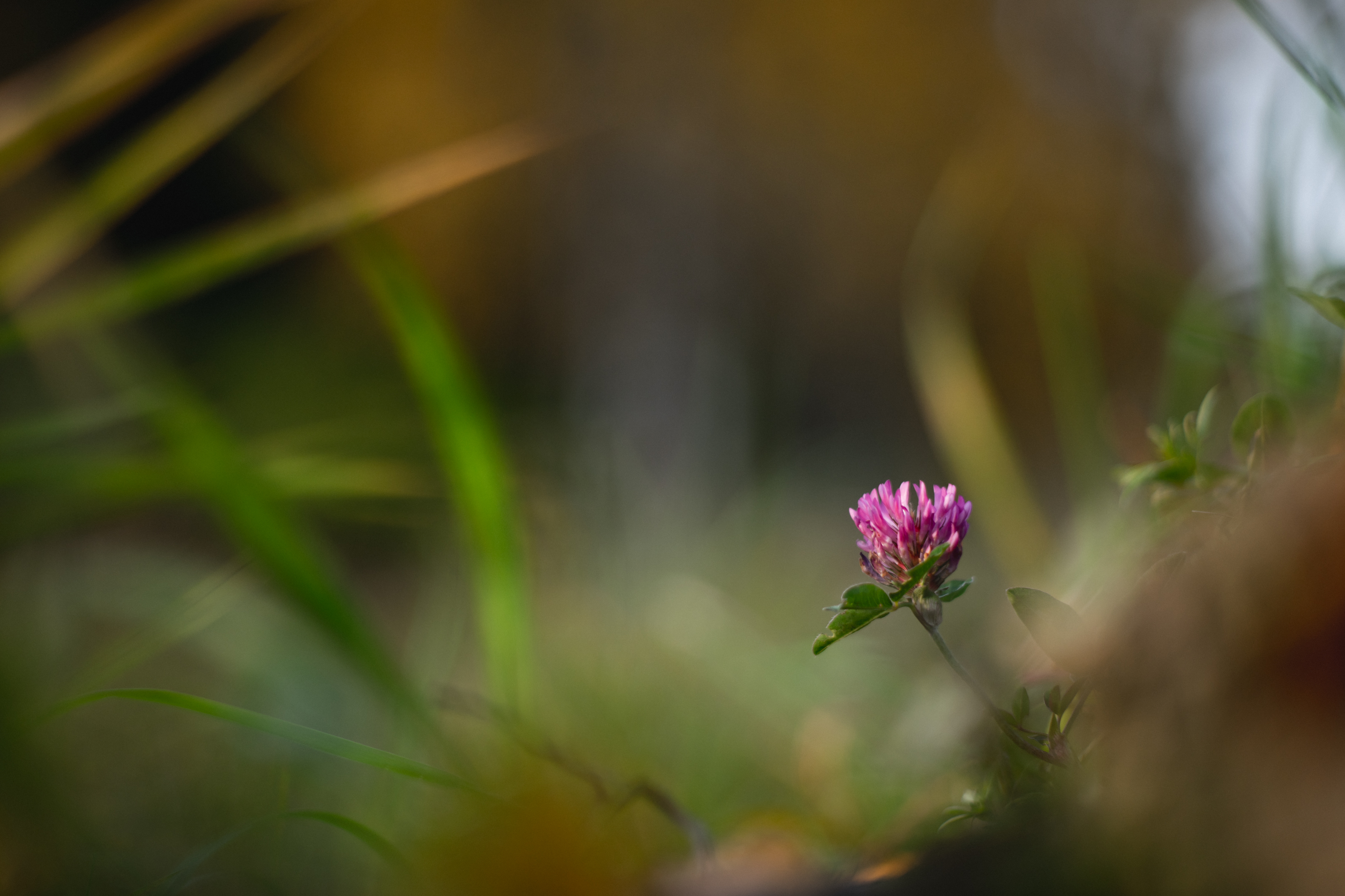 Red Clover photo 6