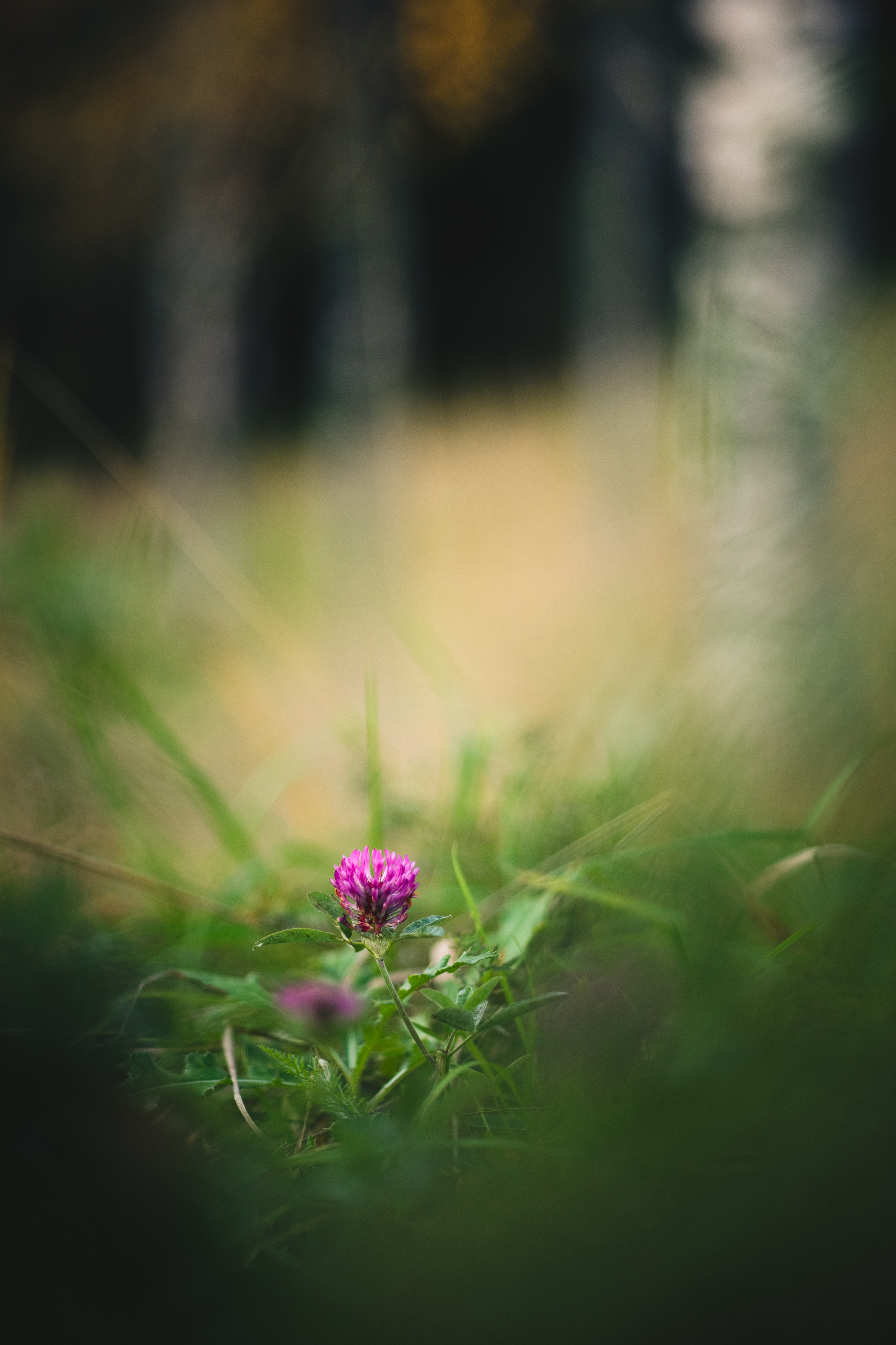 Red Clover photo 7