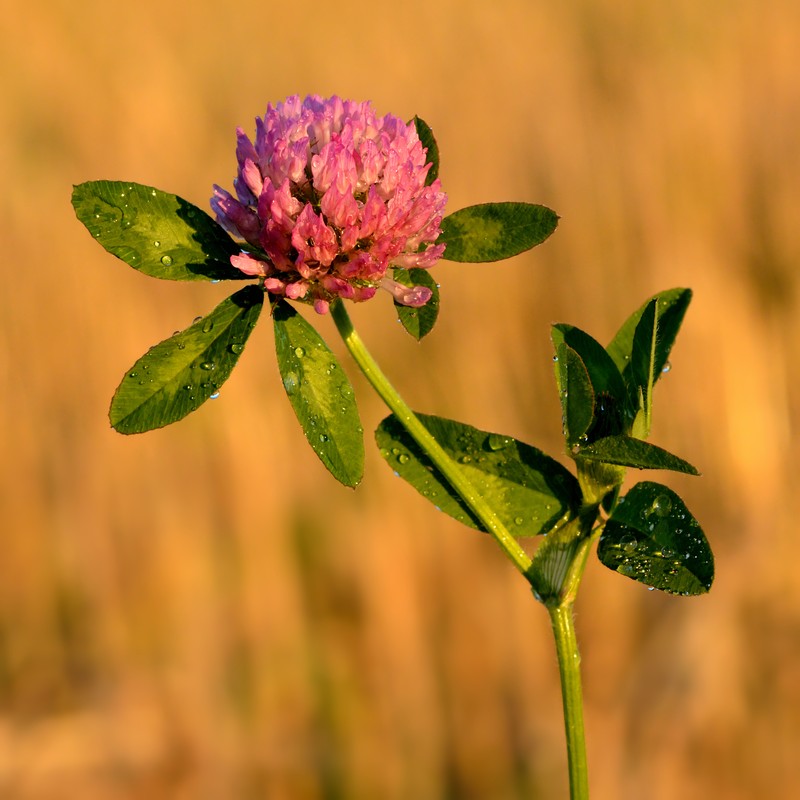 Red Clover photo 2