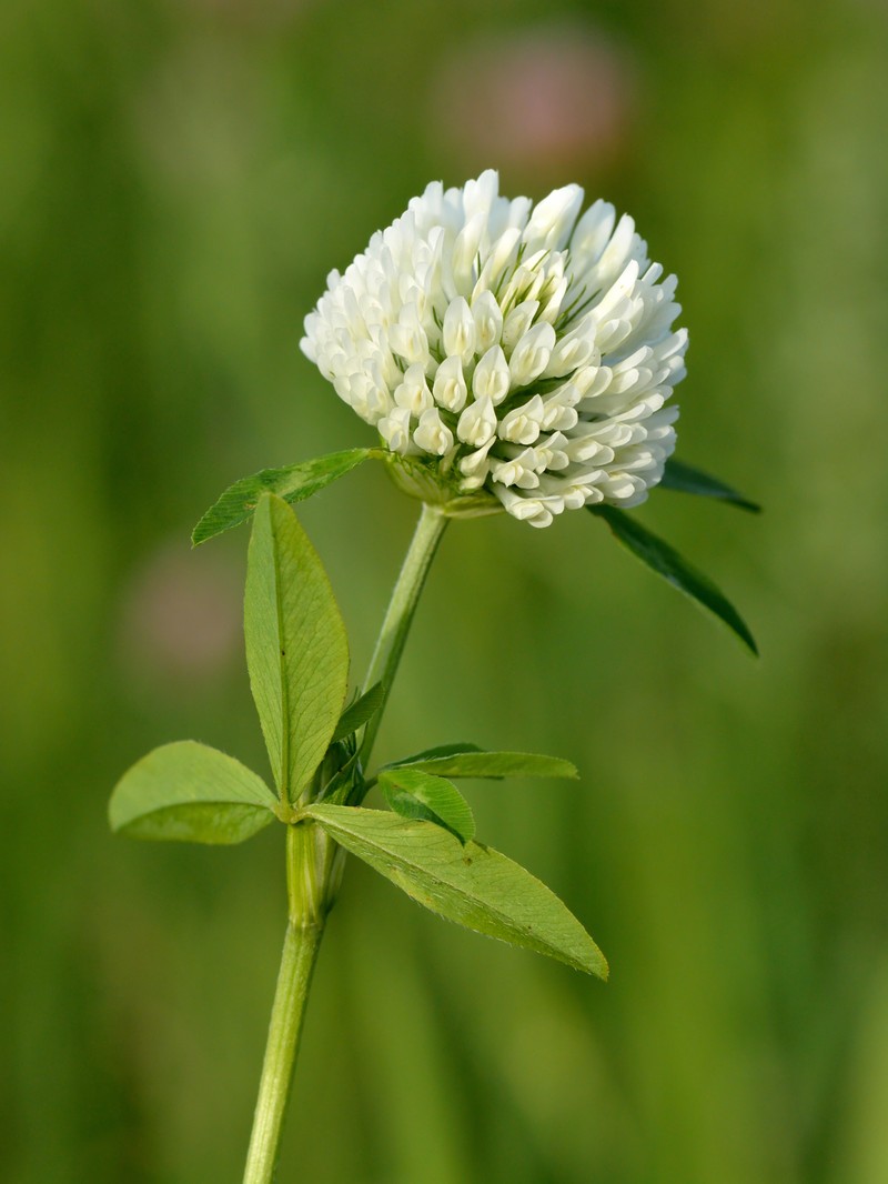 Red Clover photo 8
