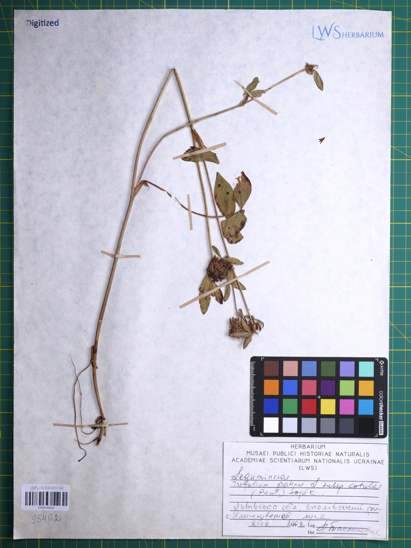 Trifolium pratense subsp. kotulae photo 2