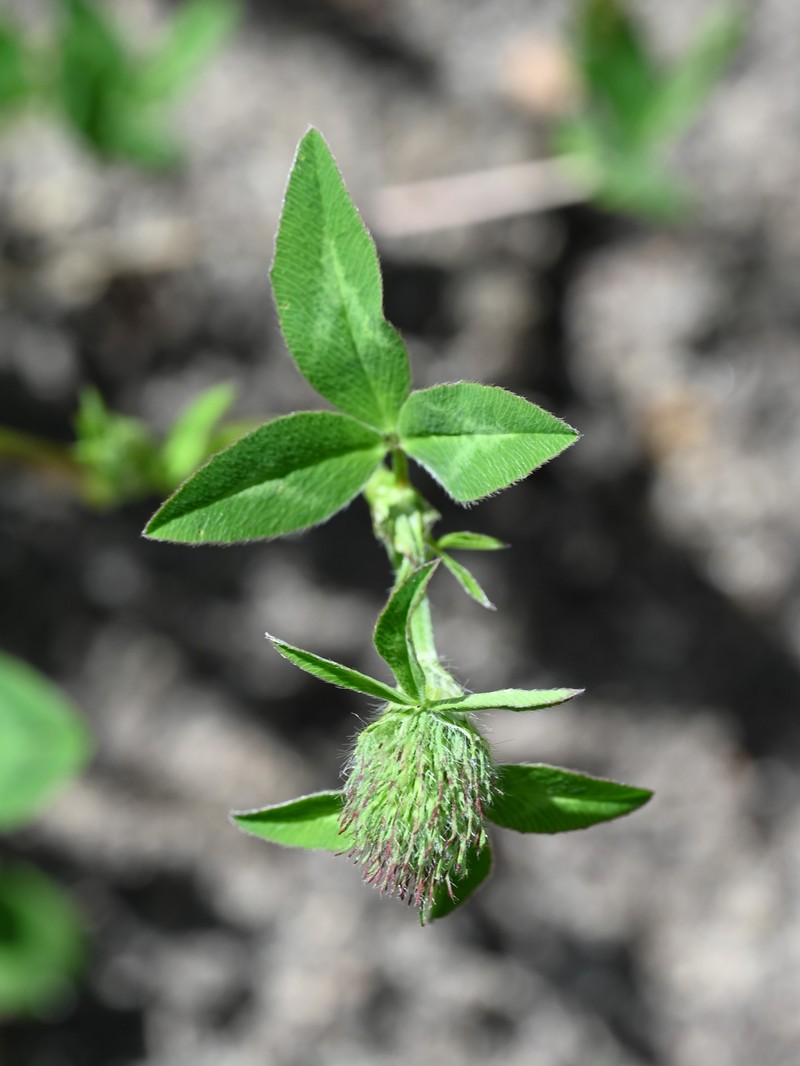 Trifolium pratense subsp. kotulae