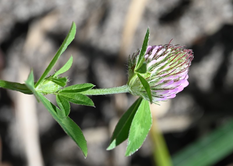 Trifolium pratense subsp. kotulae photo 3