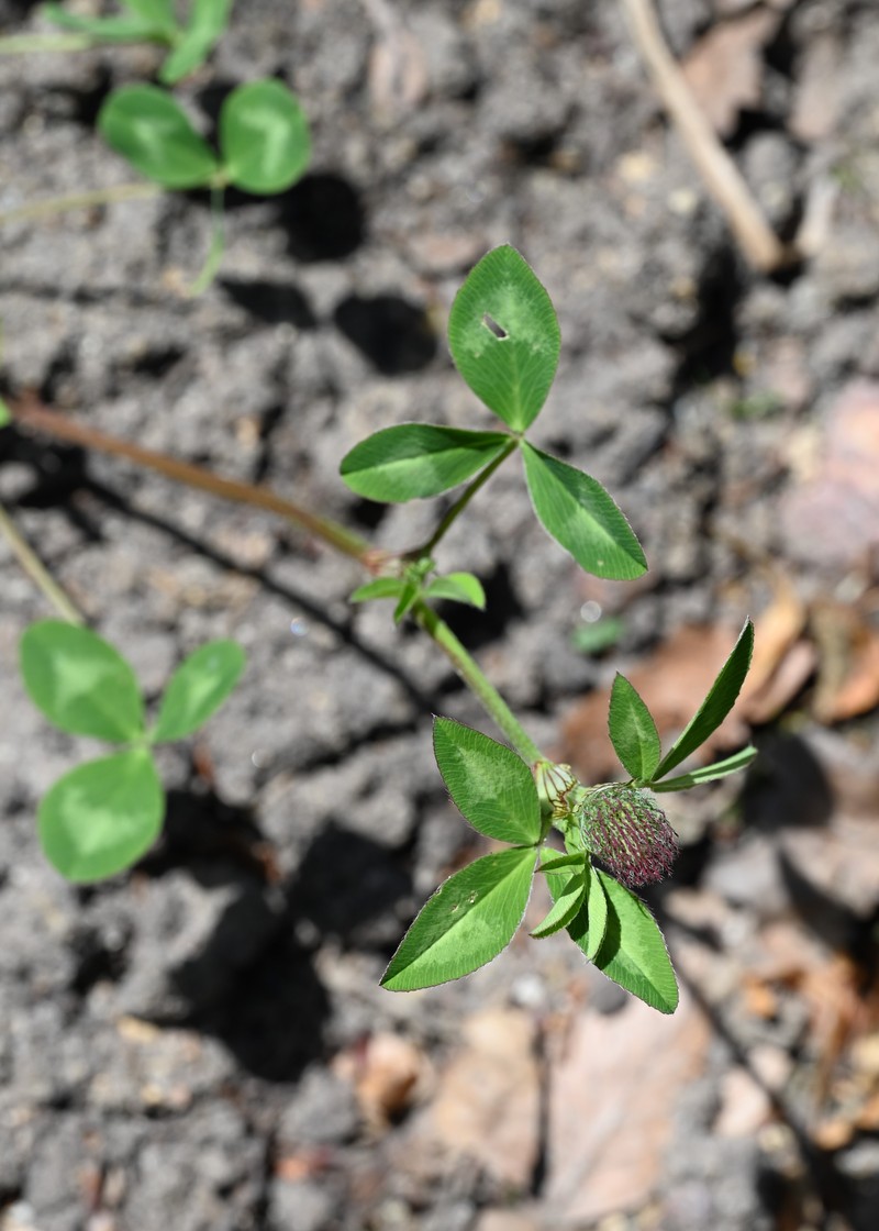 Trifolium pratense subsp. kotulae photo 4