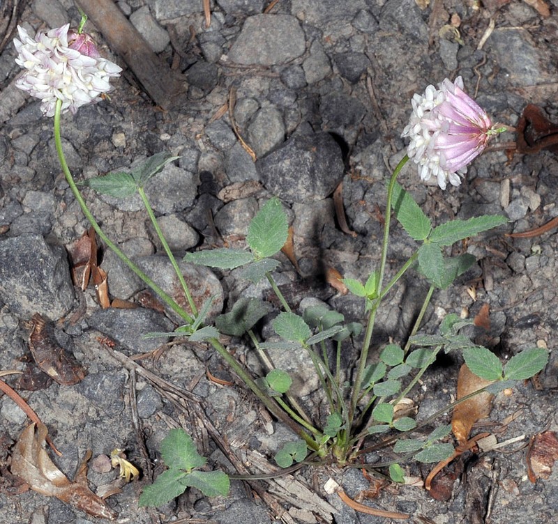 Shasta Clover