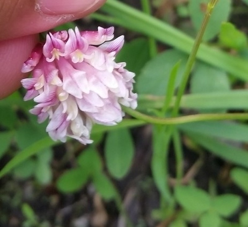 Shasta Clover photo 2