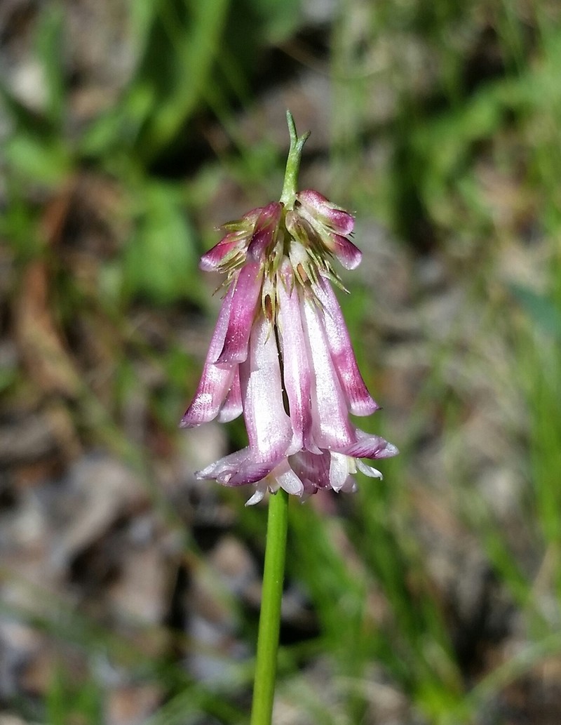 Shasta Clover photo 3