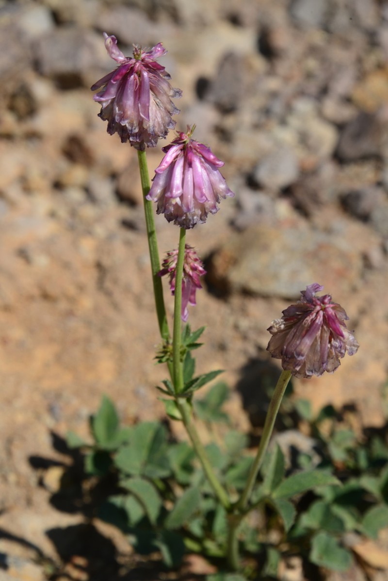 Shasta Clover photo 4