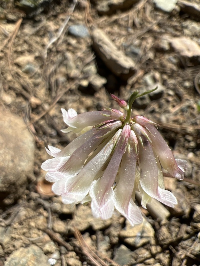 Shasta Clover photo 5