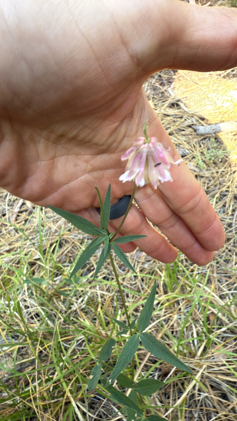 Shasta Clover photo 6
