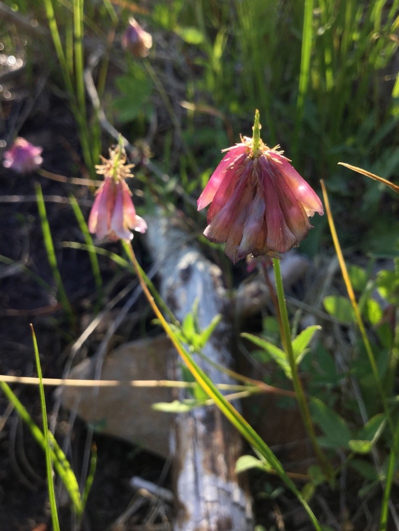 Shasta Clover photo 7