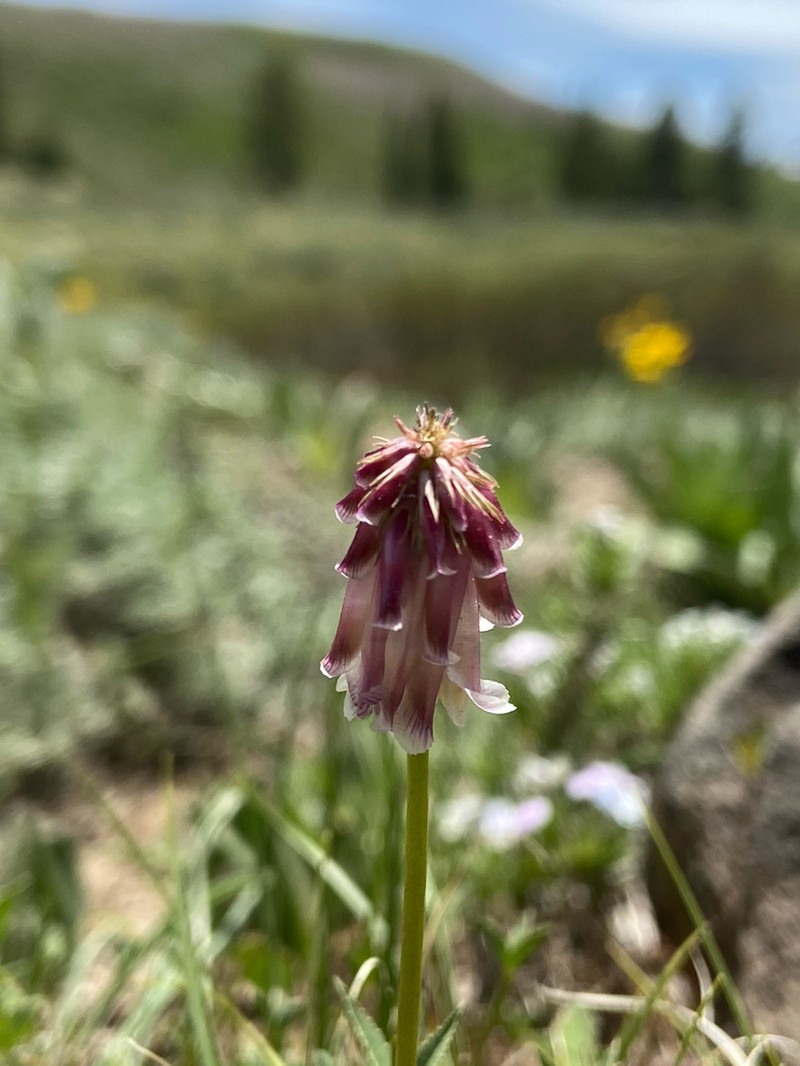 Shasta Clover photo 8