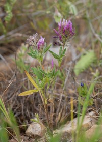 Trifolium prophetarum