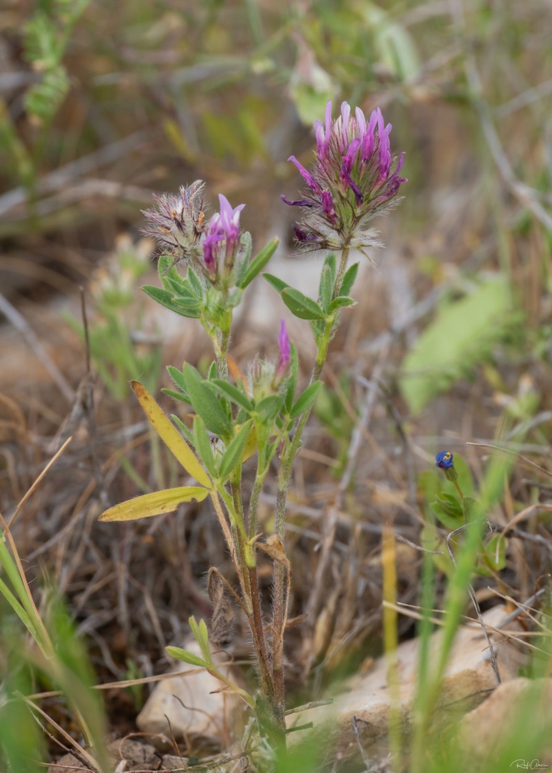 Trifolium prophetarum