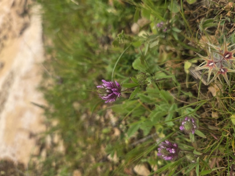 Trifolium prophetarum photo 2