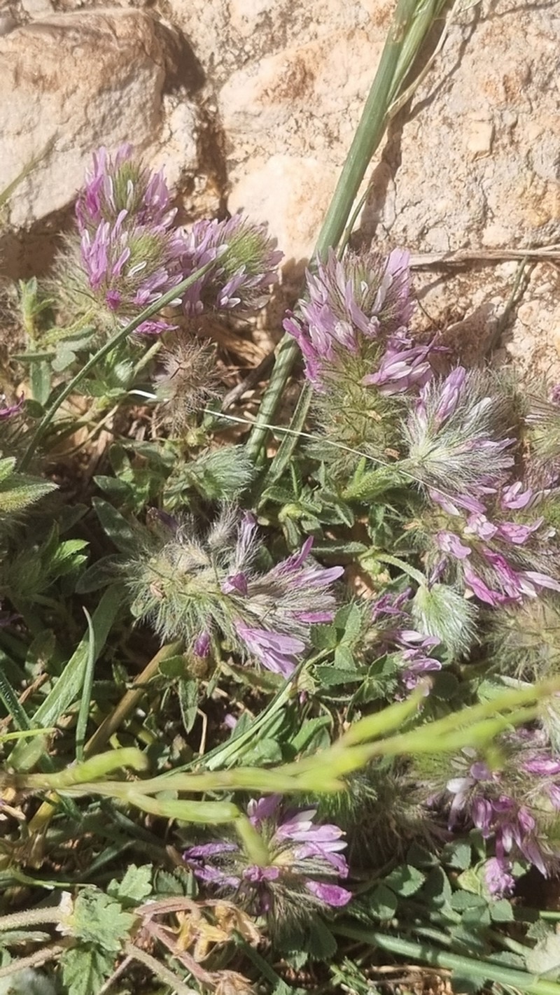 Trifolium prophetarum photo 3