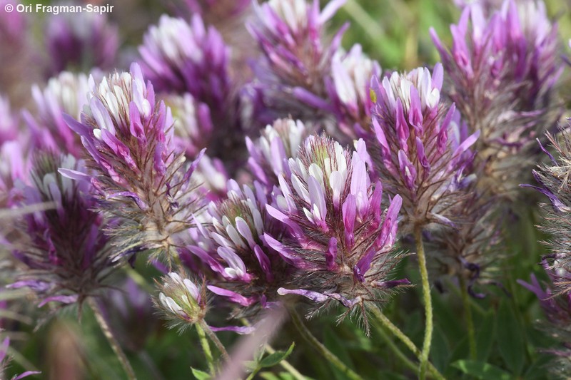 Trifolium prophetarum photo 4