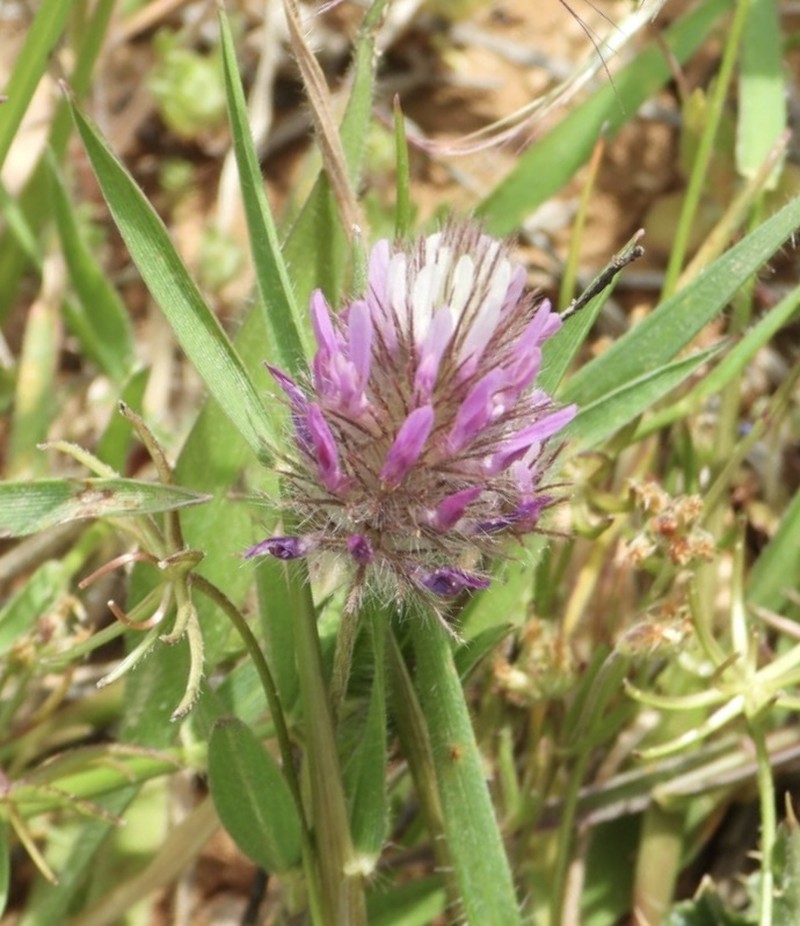 Trifolium prophetarum photo 5